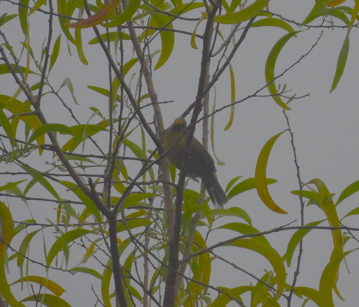 Gray-headed Bulbul - ML640306770