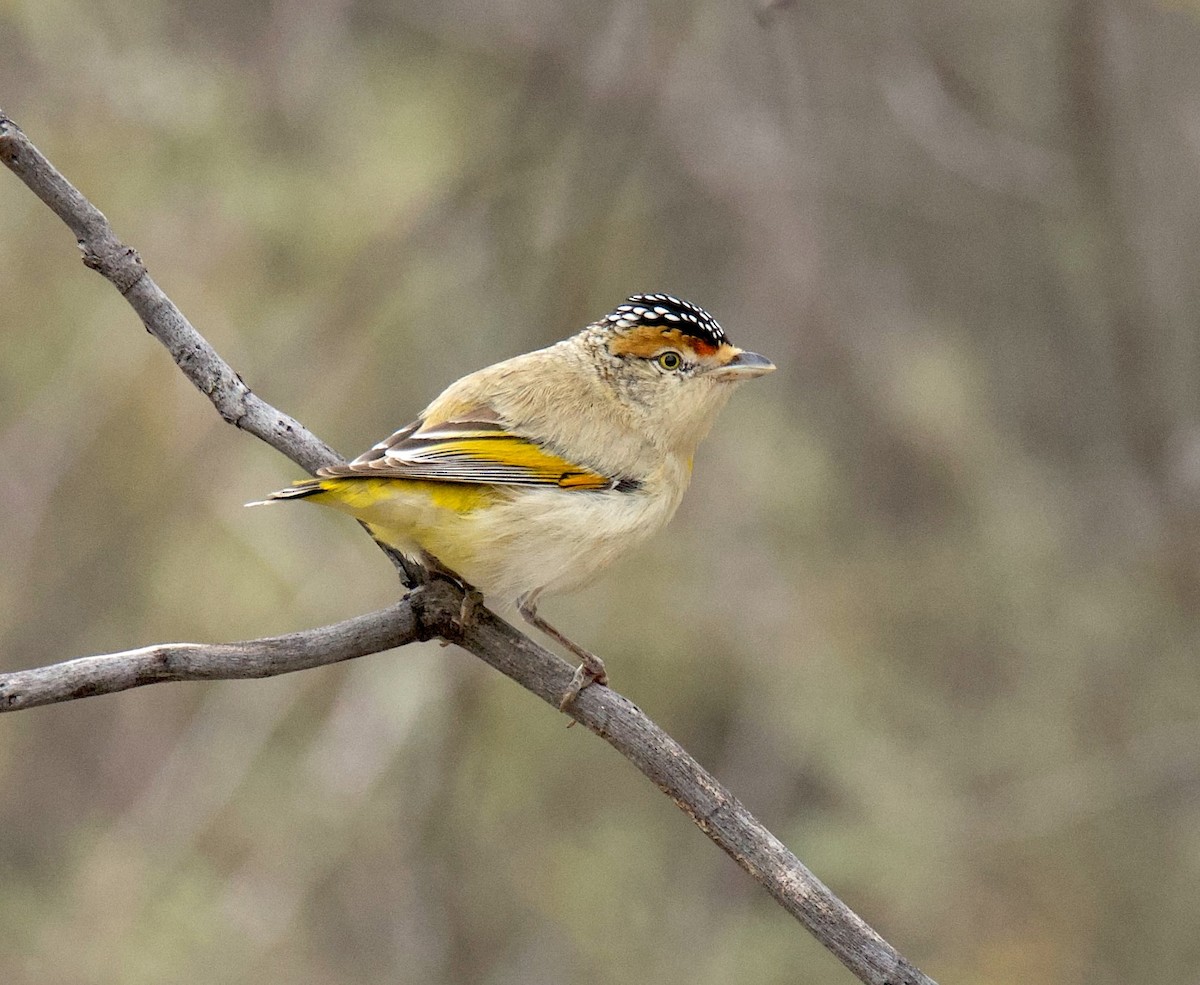 Red-browed Pardalote - ML640306790
