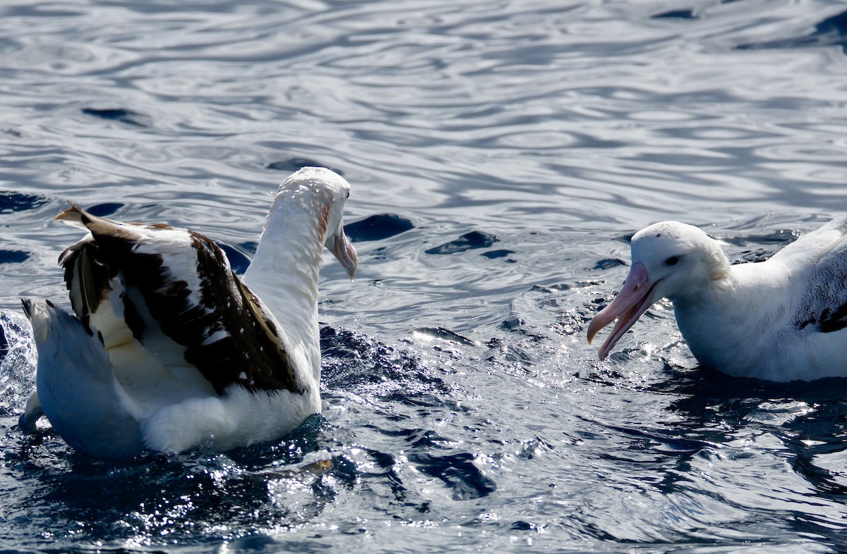 Antipodean Albatross (Gibson's) - ML640306875