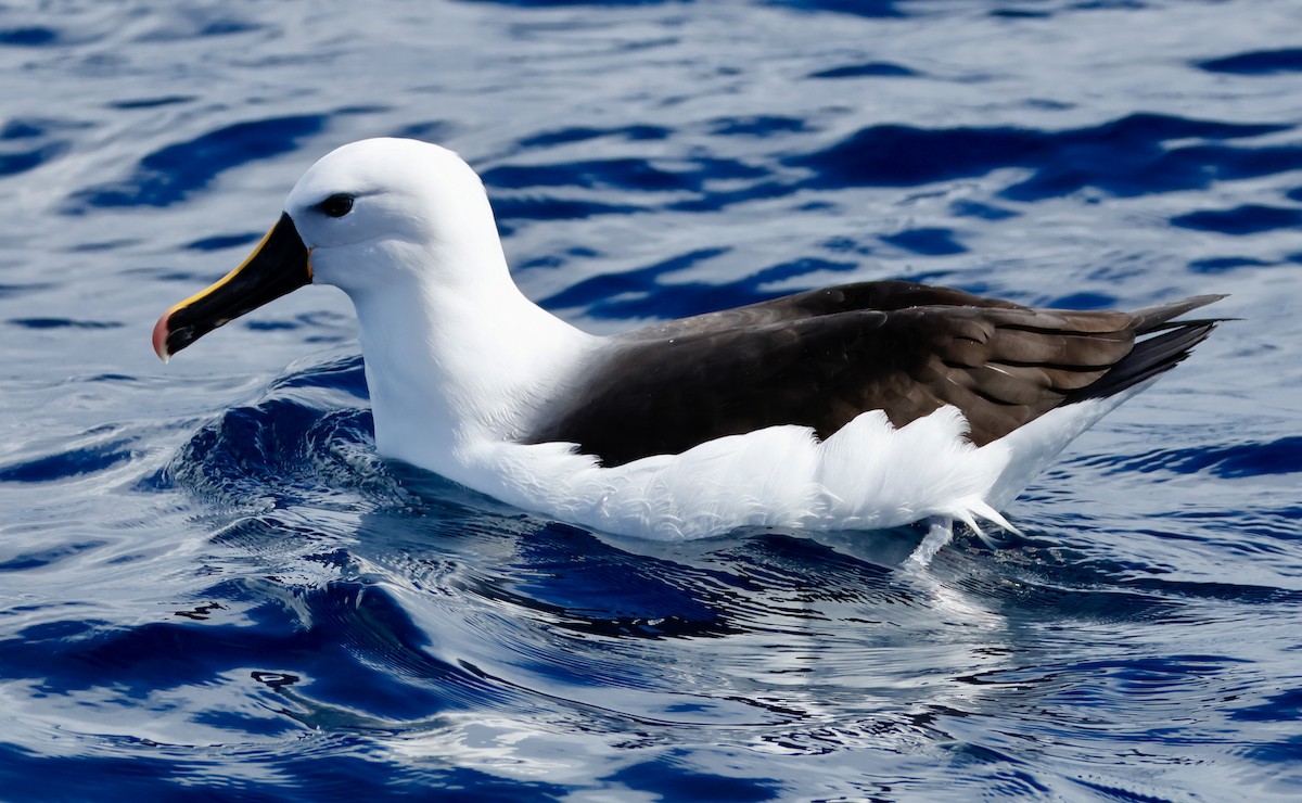 Indian Yellow-nosed Albatross - ML640306886