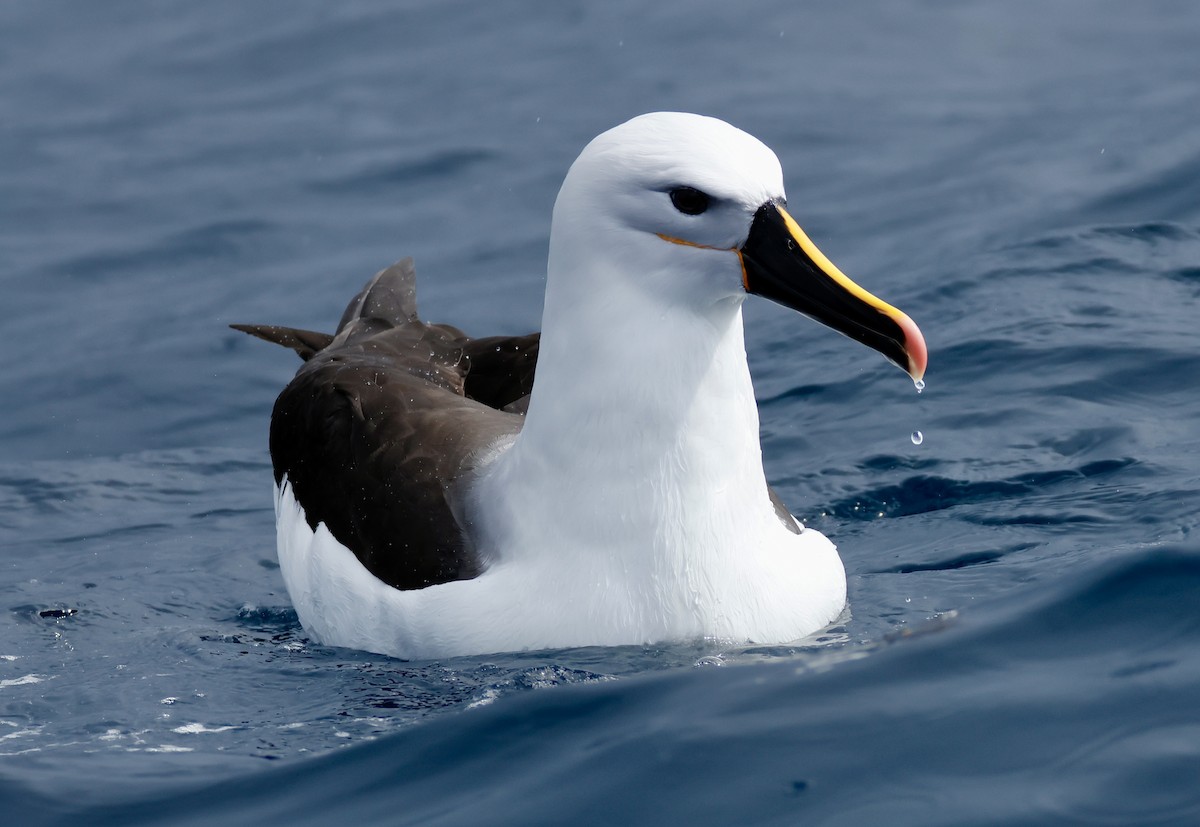 Indian Yellow-nosed Albatross - ML640306888