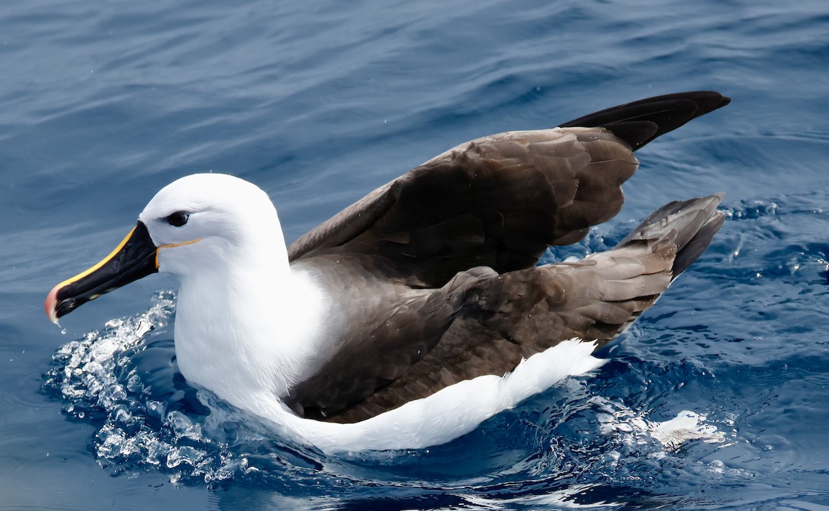 Indian Yellow-nosed Albatross - ML640306914