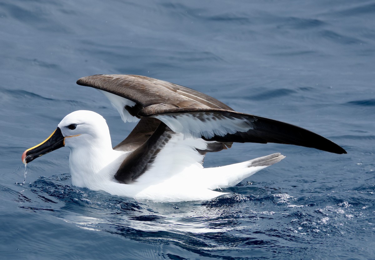 Indian Yellow-nosed Albatross - ML640306915