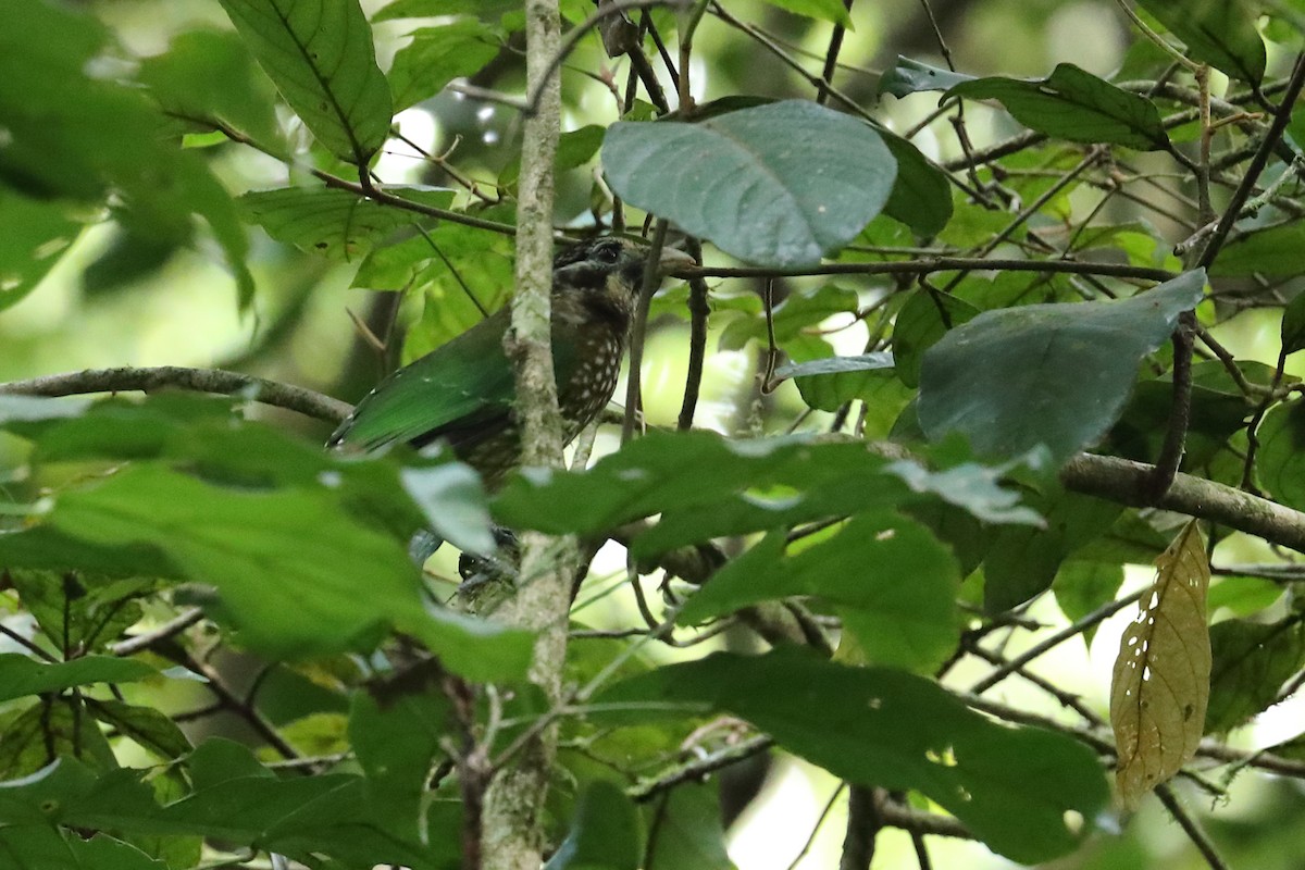 Spotted Catbird - ML640307005