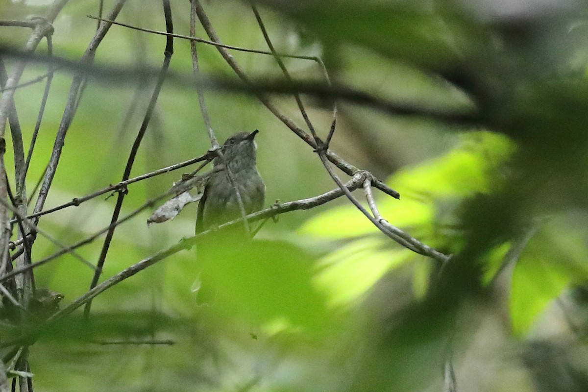 Mountain Thornbill - ML640307012