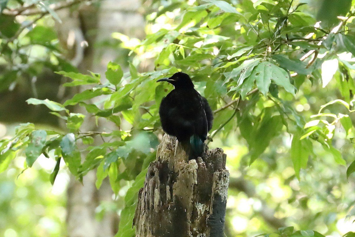 Victoria's Riflebird - ML640307028