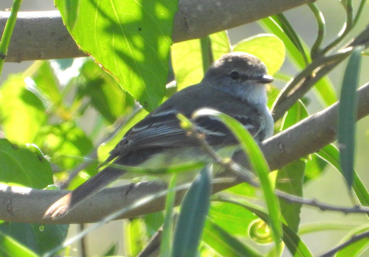 Southern Scrub-Flycatcher - ML640307073