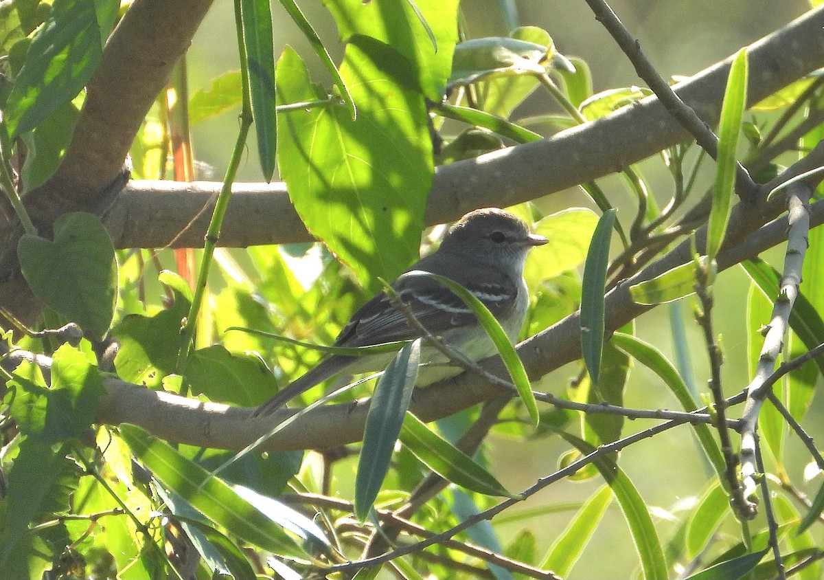 Southern Scrub-Flycatcher - ML640307074