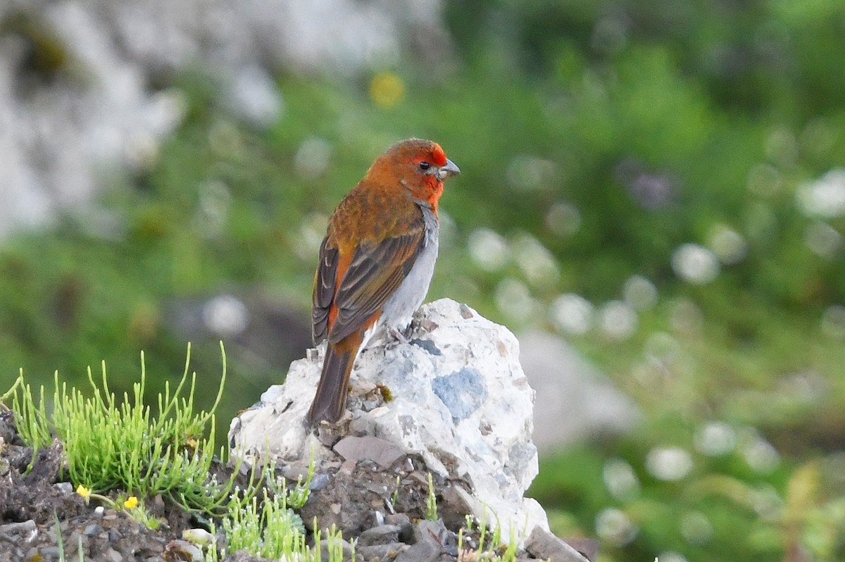 Crimson-browed Finch - ML640307077