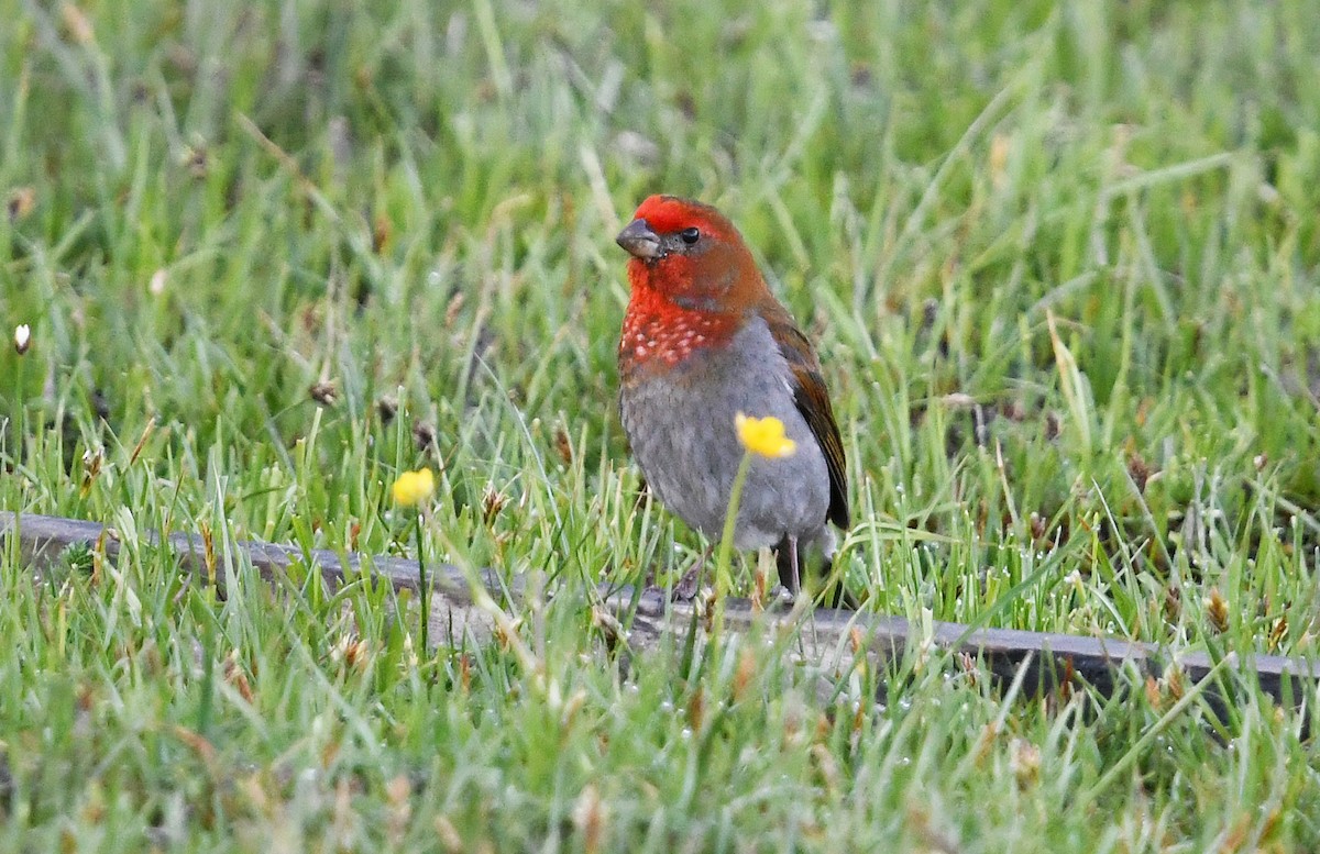 Crimson-browed Finch - ML640307079
