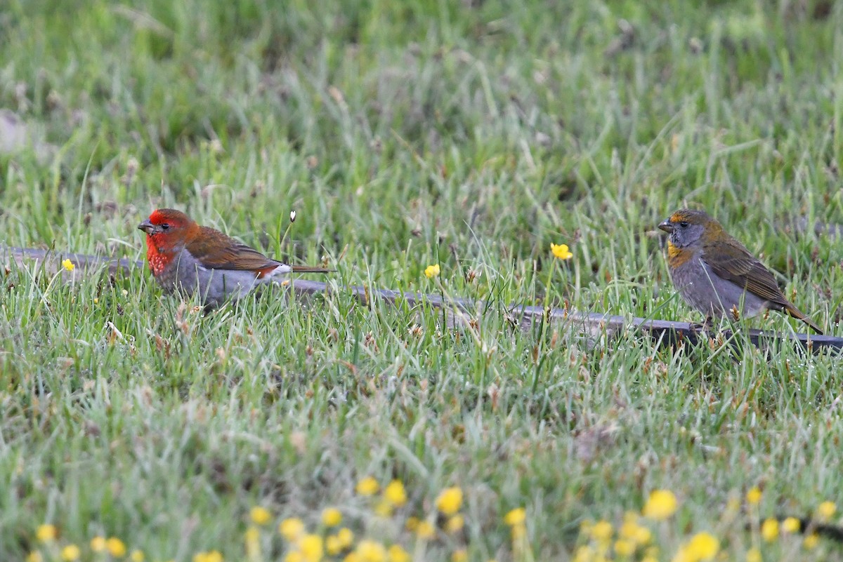 Crimson-browed Finch - ML640307081