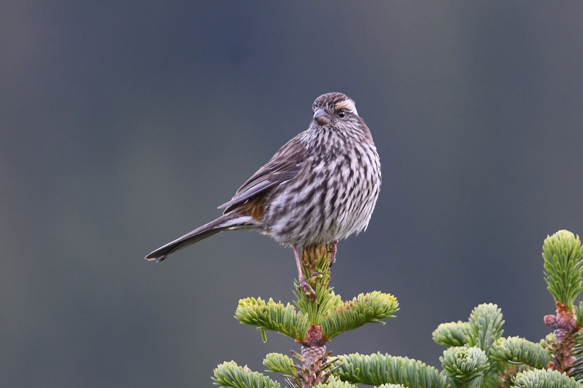Chinese White-browed Rosefinch - ML640307083