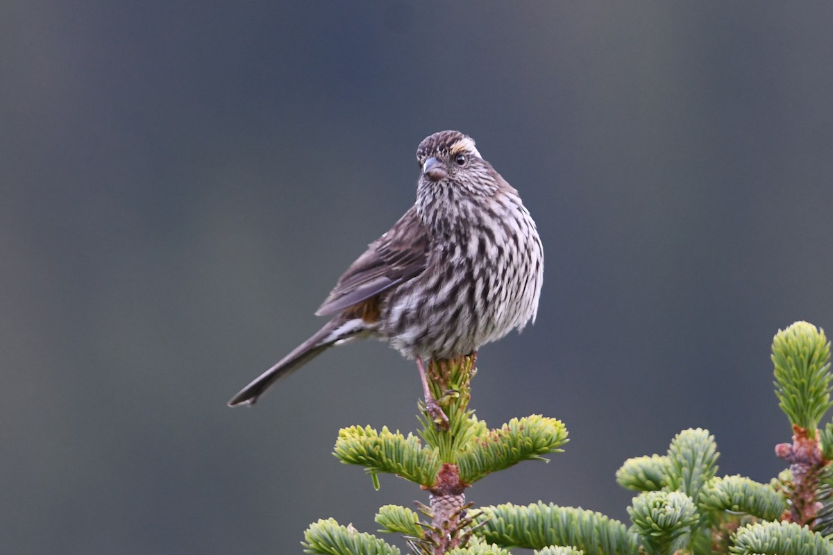 Chinese White-browed Rosefinch - ML640307085