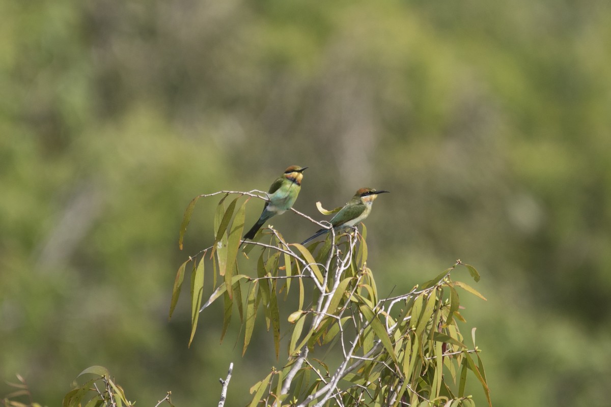Rainbow Bee-eater - ML640307121