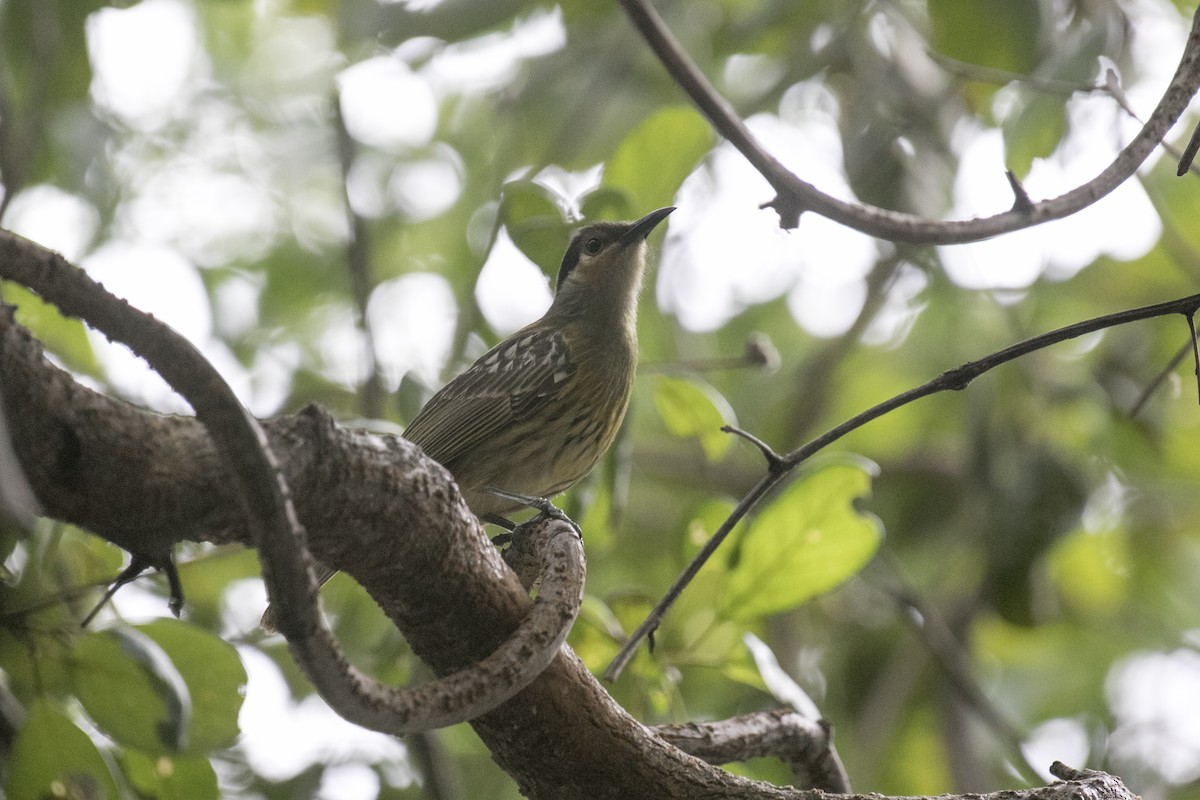 Macleay's Honeyeater - ML640307127