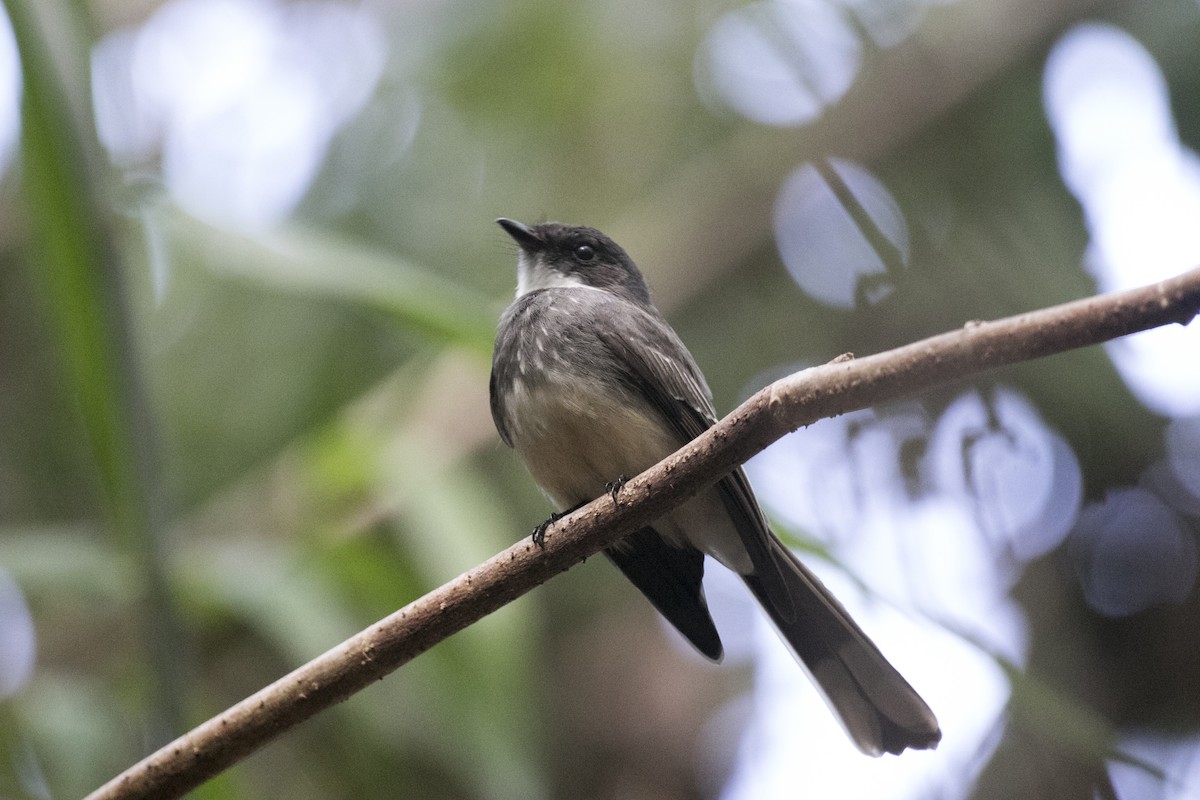 Northern Fantail - ML640307138