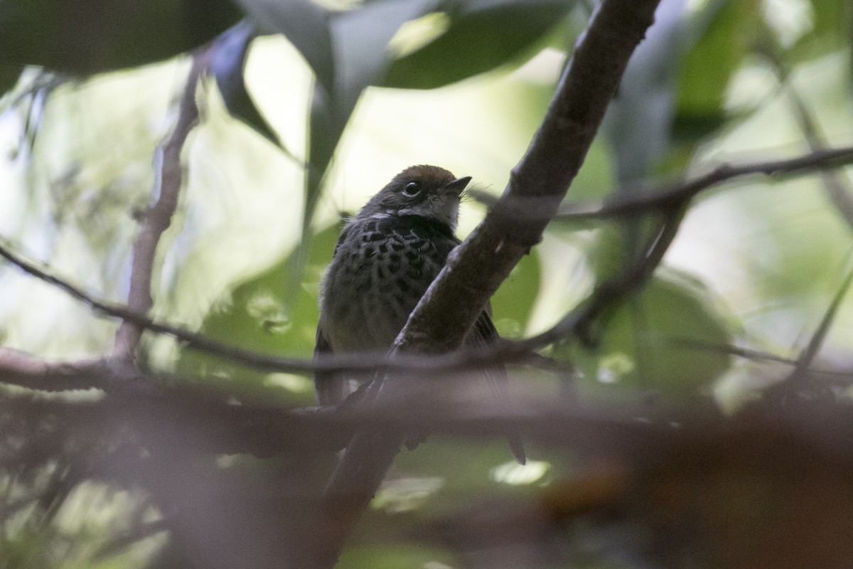 Australian Rufous Fantail - ML640307144