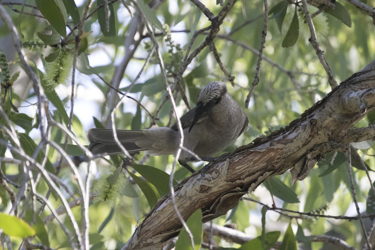 Silver-crowned Friarbird - ML640307200