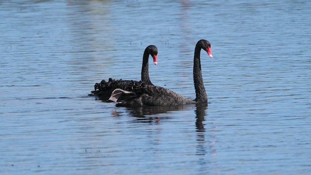 Black Swan - ML640307231