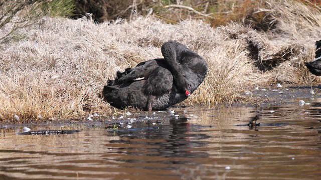 Black Swan - ML640307233