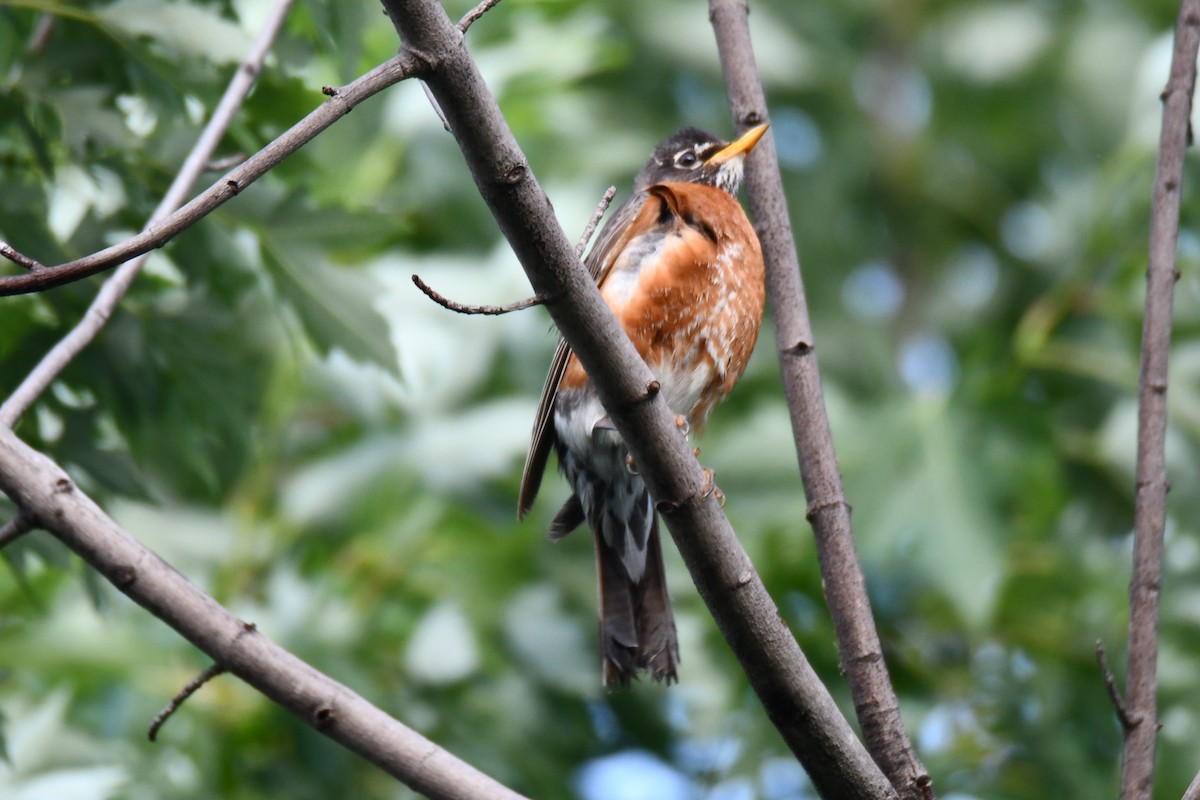 Zozo papargorria - ML640307284
