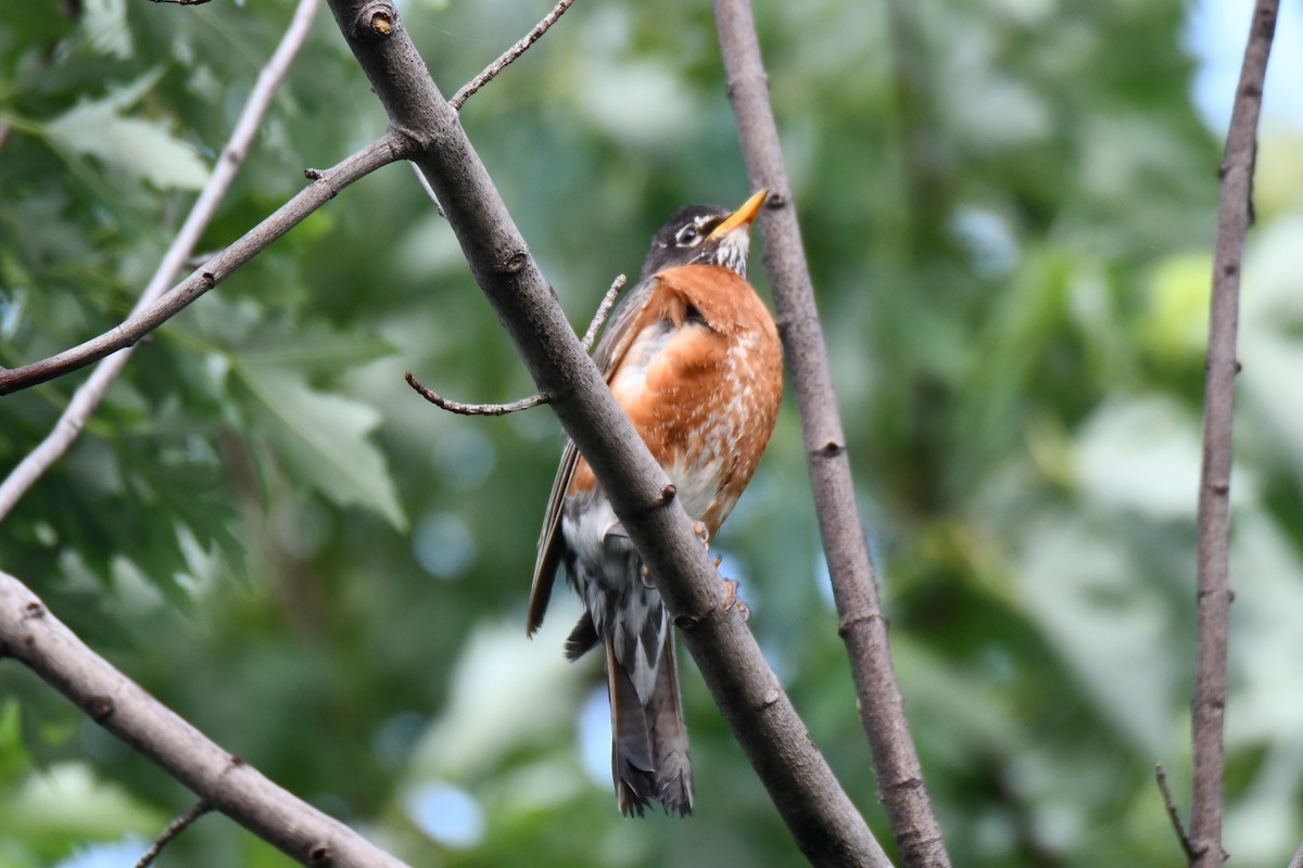 Zozo papargorria - ML640307285