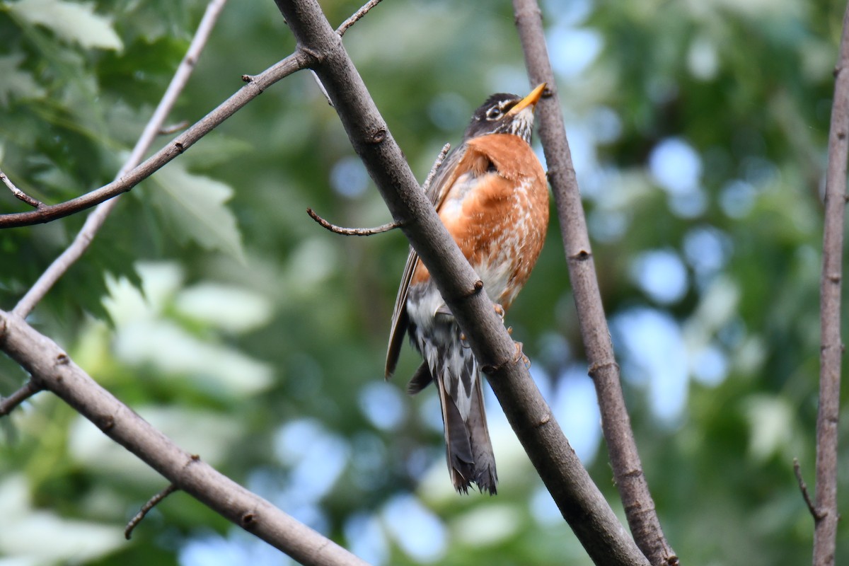 Zozo papargorria - ML640307286