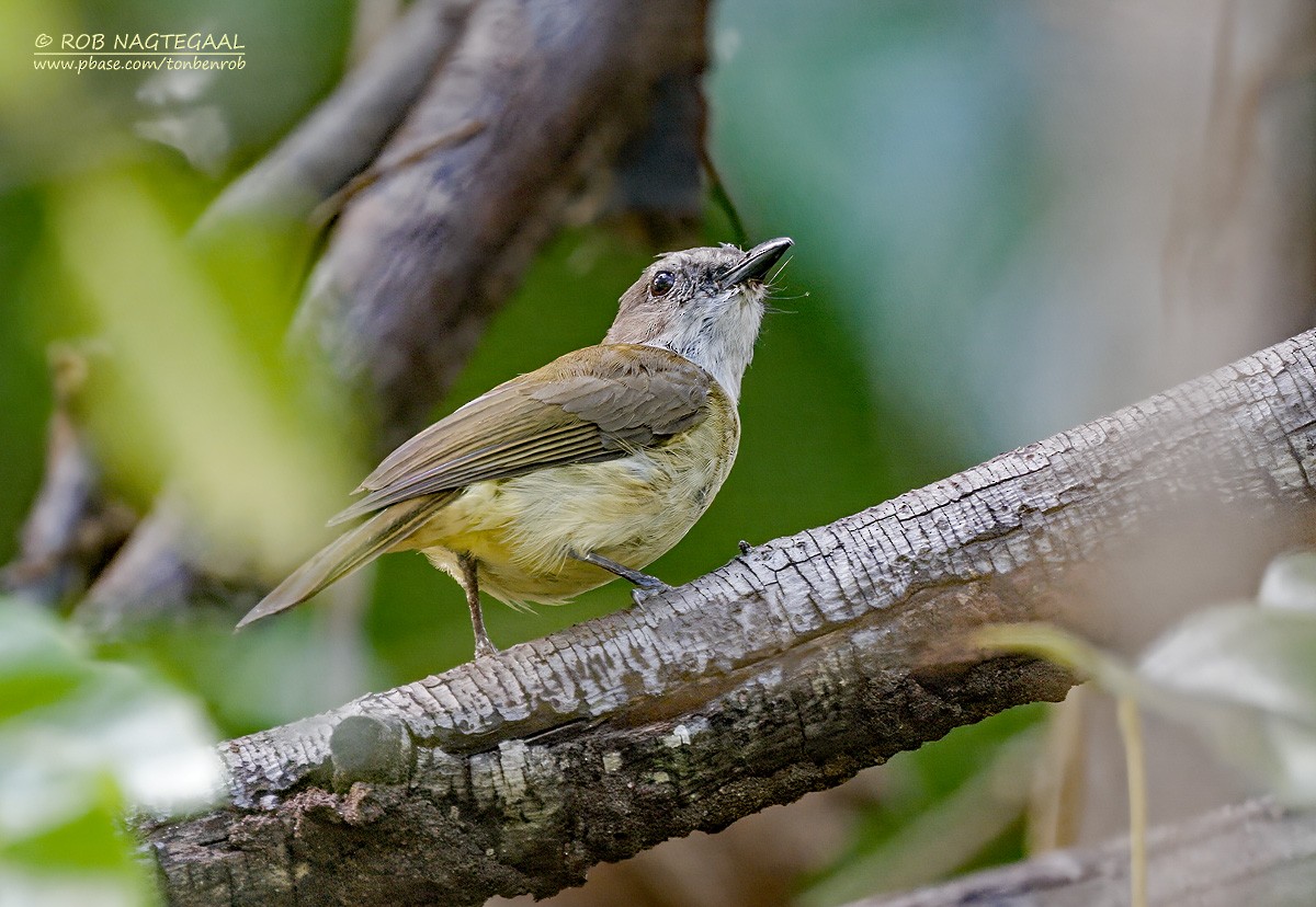Gray Whistler (Gray-headed) - ML640307287