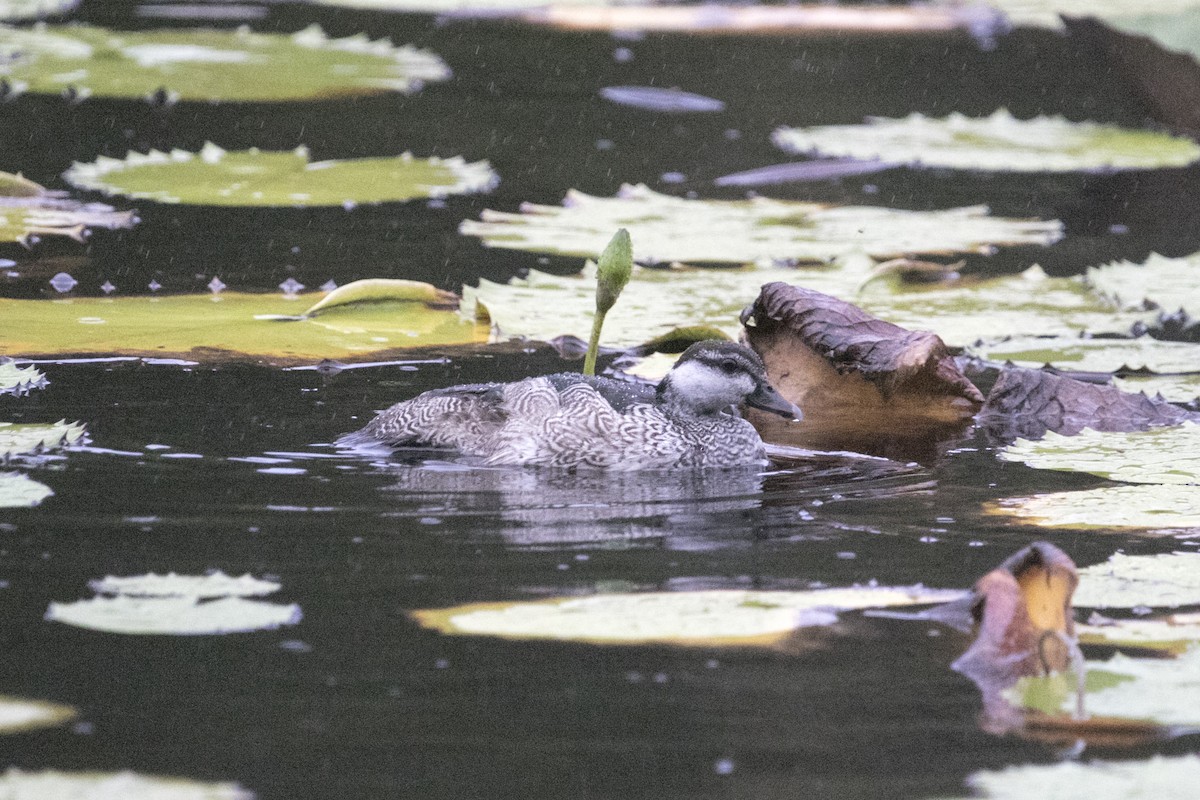Green Pygmy-Goose - ML640307349