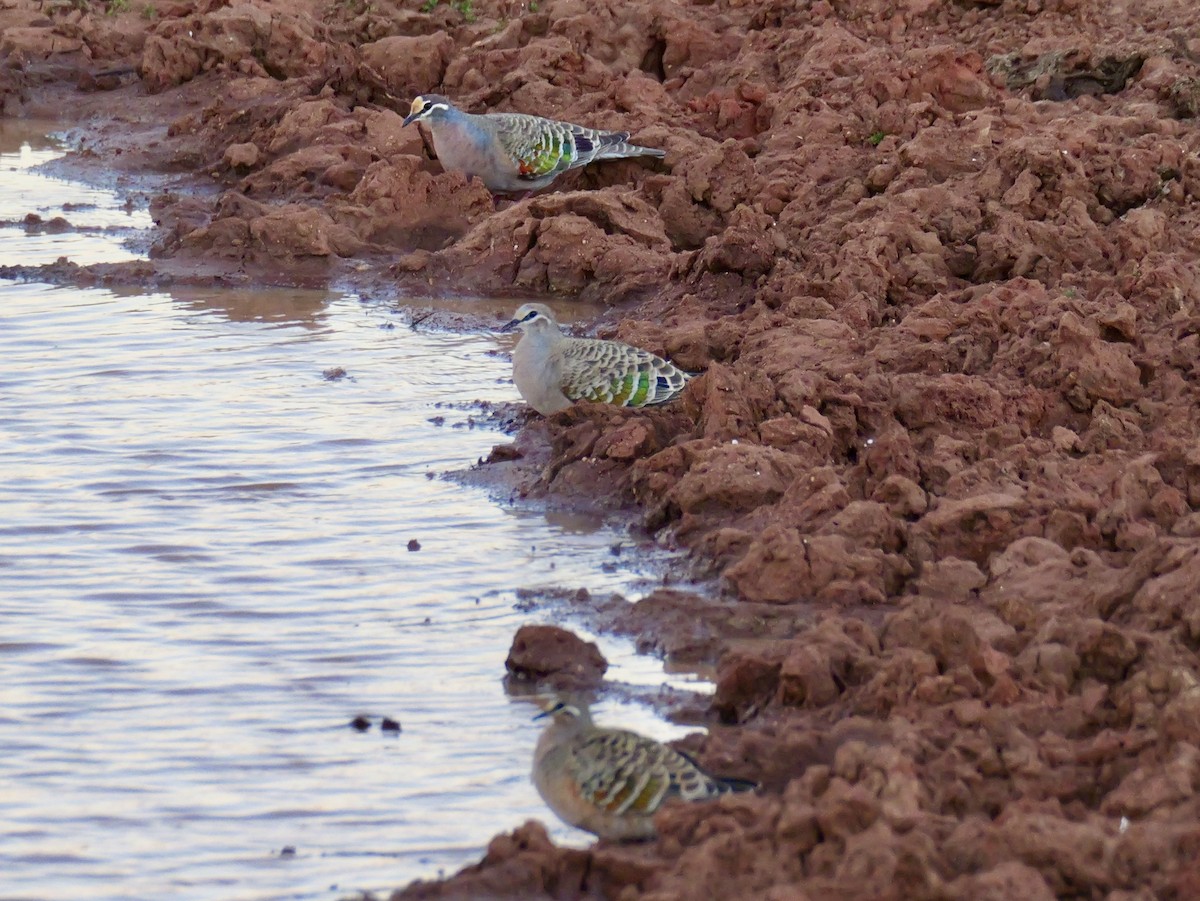 Common Bronzewing - ML640307358