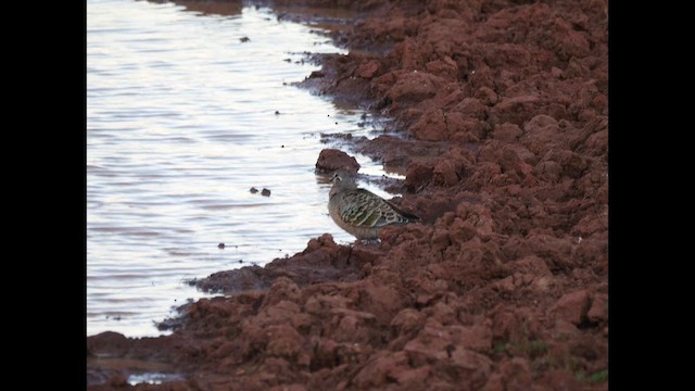 Common Bronzewing - ML640307361