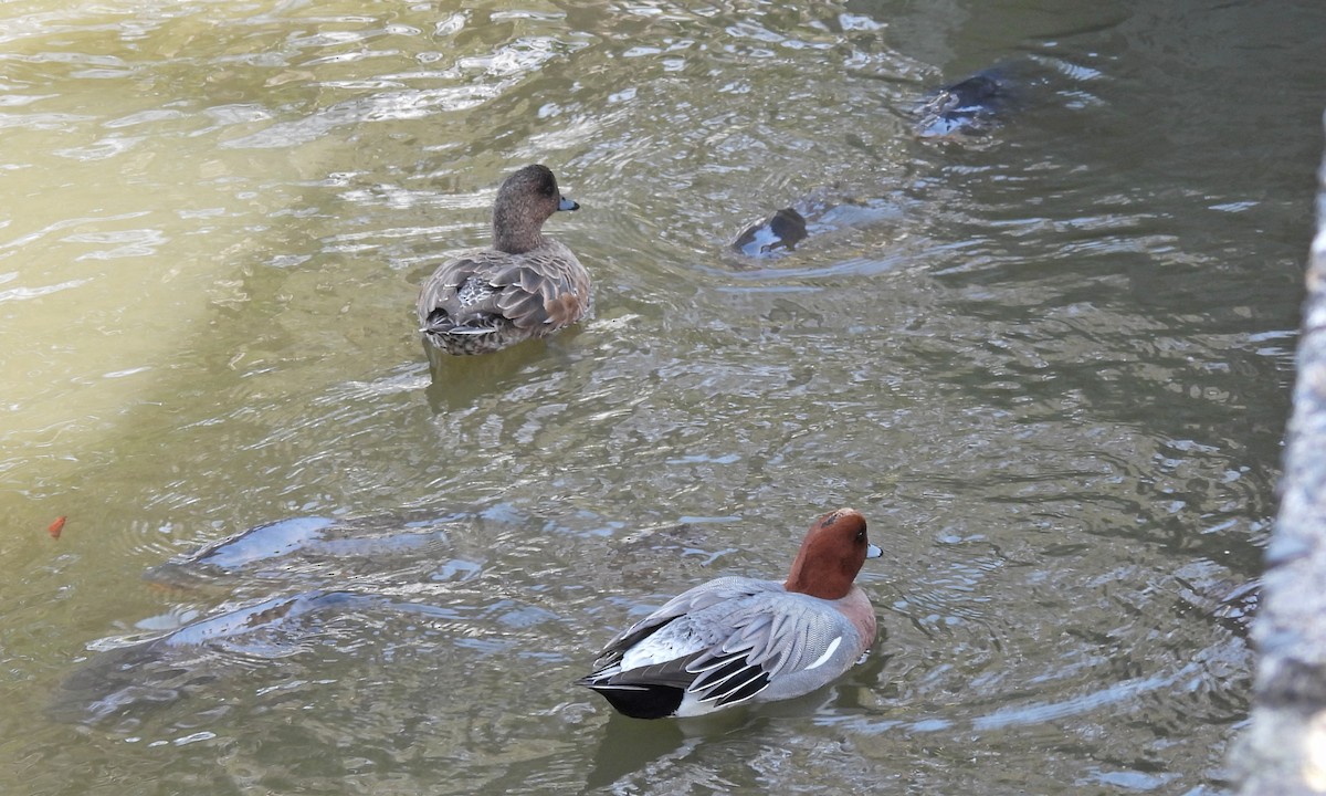 Canard siffleur - ML640307364