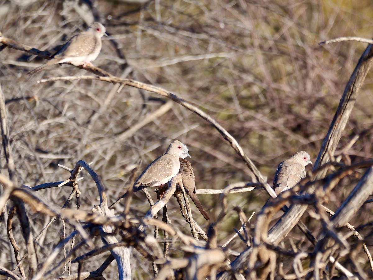 Diamond Dove - ML640307385