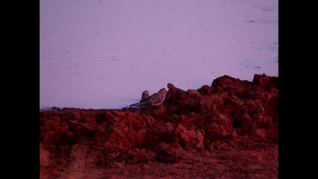 Bourke's Parrot - ML640307389