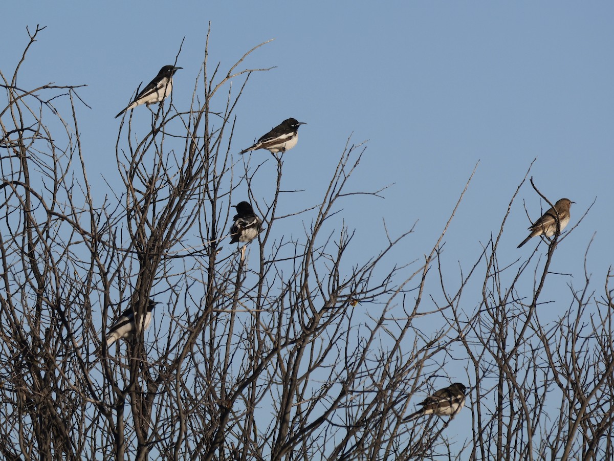 Pied Honeyeater - ML640307411