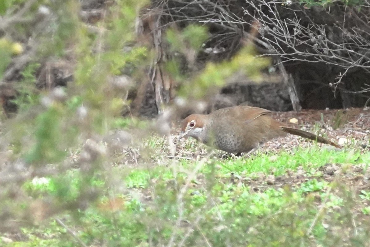 Rufous Bristlebird - ML640307424