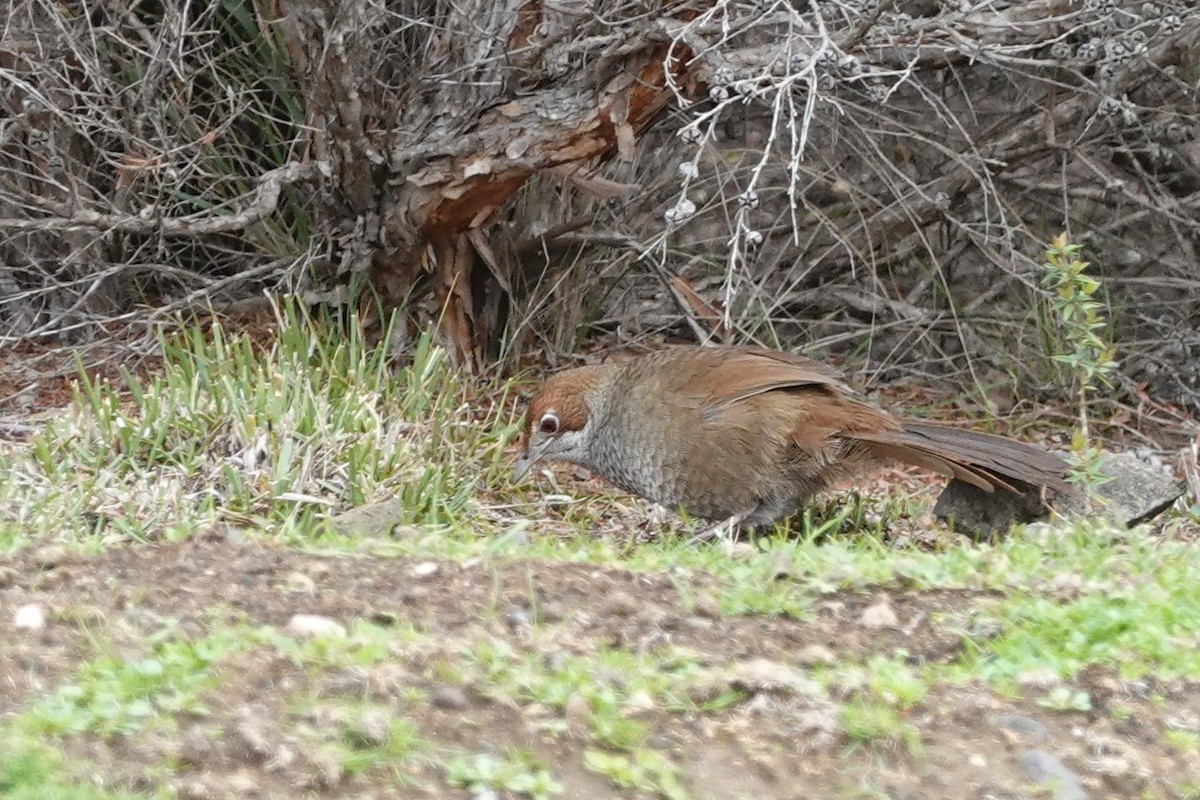 Rufous Bristlebird - ML640307425