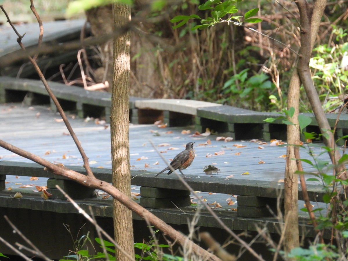 Zozo papargorria - ML640307437