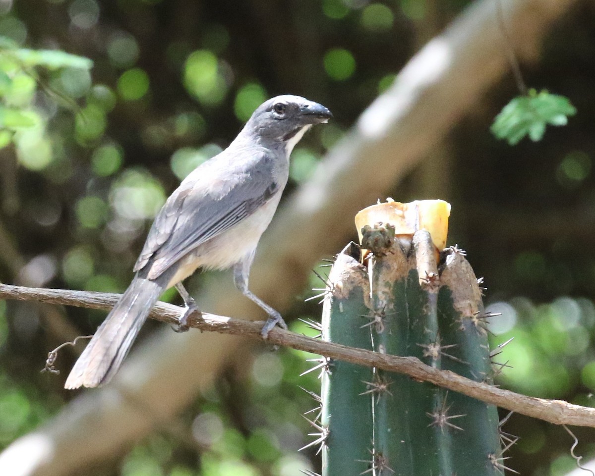 Olive-gray Saltator - ML640307457