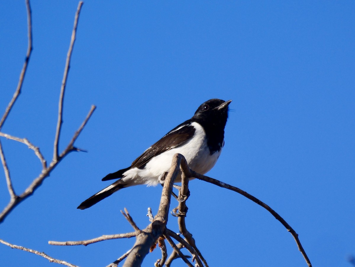 Hooded Robin - ML640307502