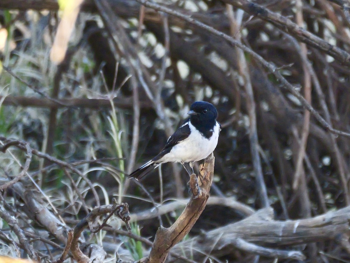 Hooded Robin - ML640307503