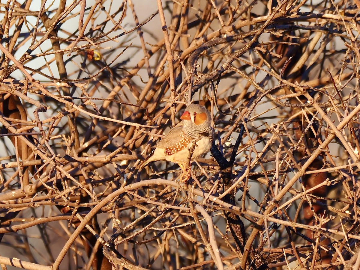 Zebra Finch - ML640307512