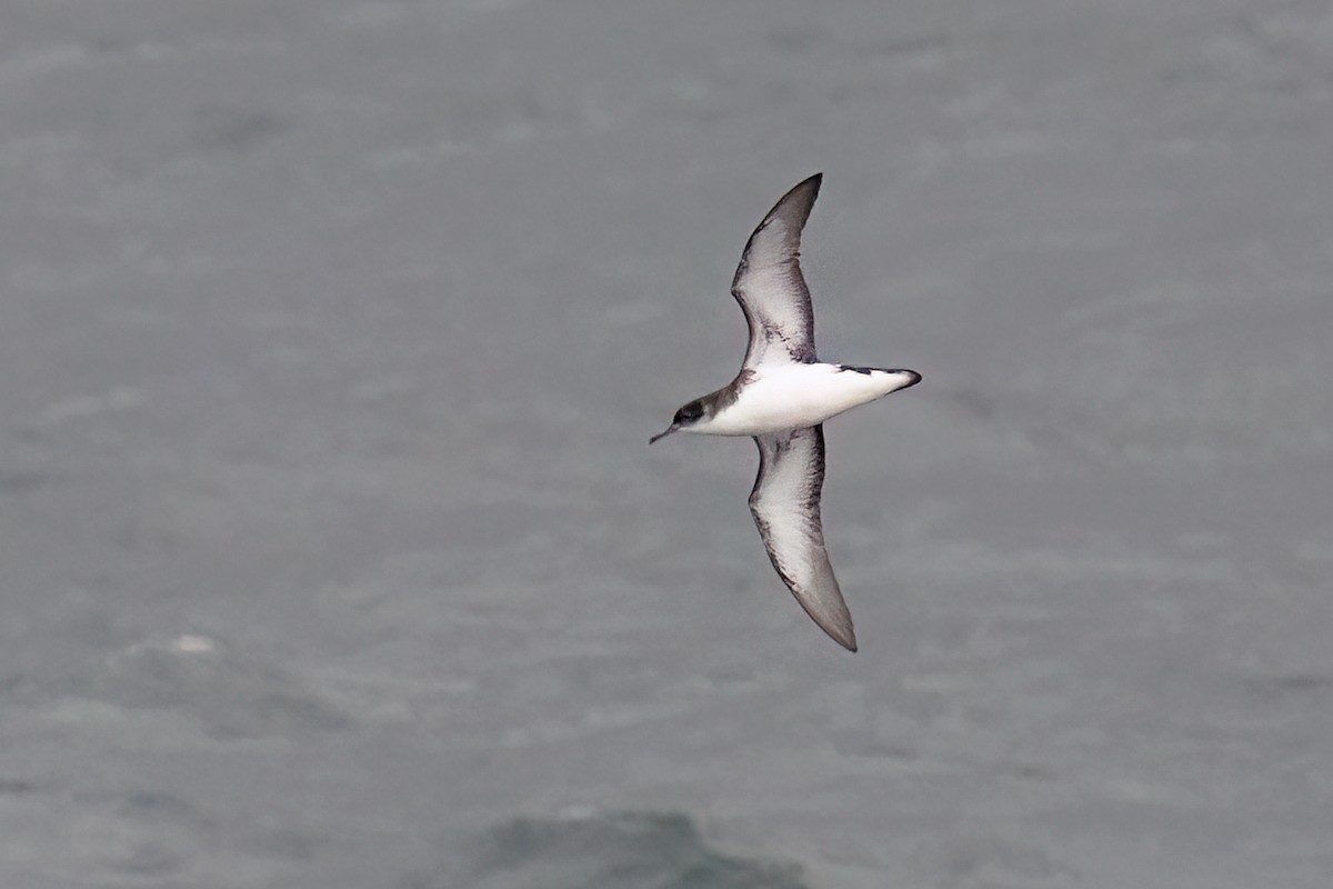 Manx Shearwater - ML640307547