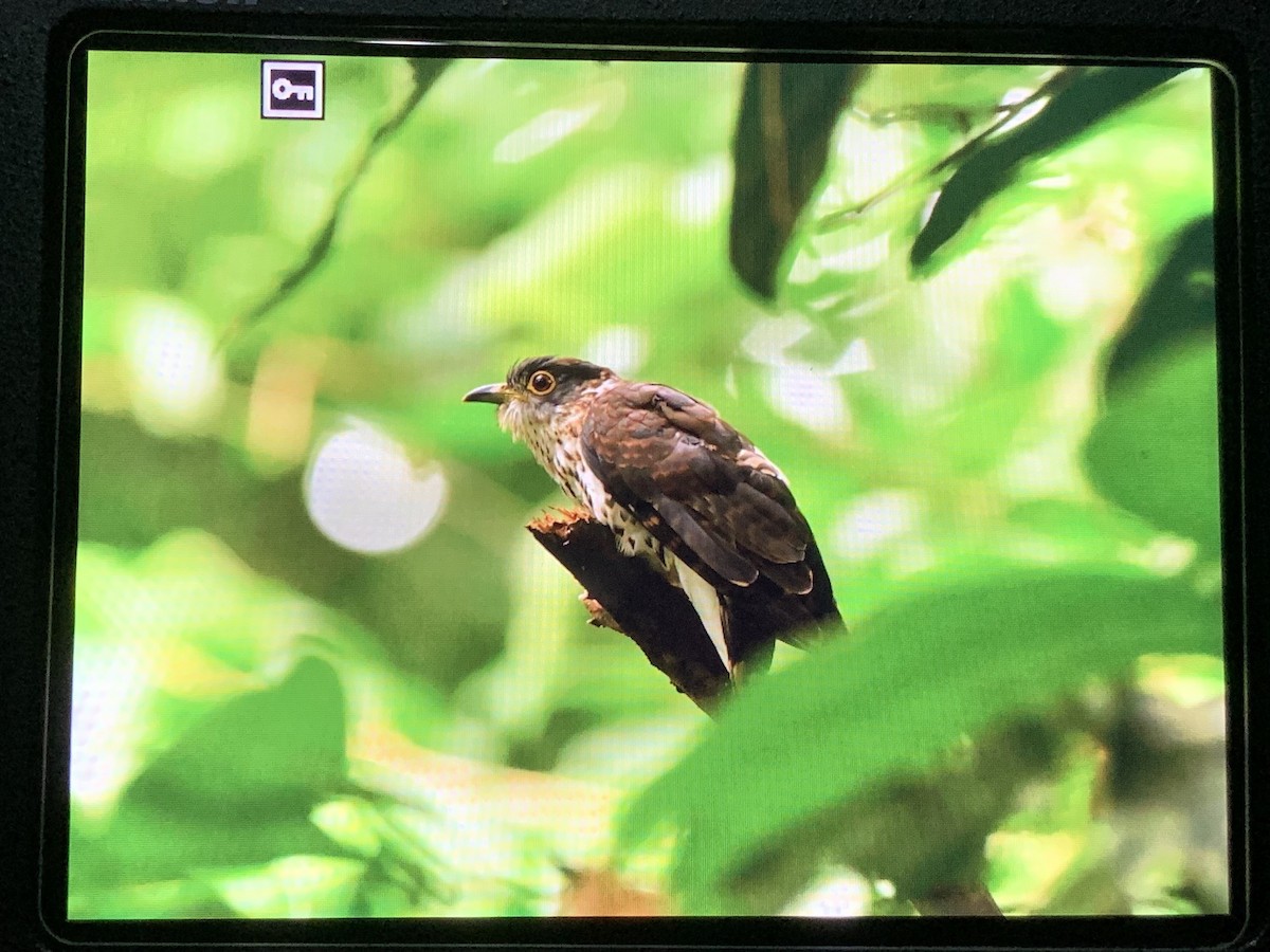 Malaysian Hawk-Cuckoo - ML640307587