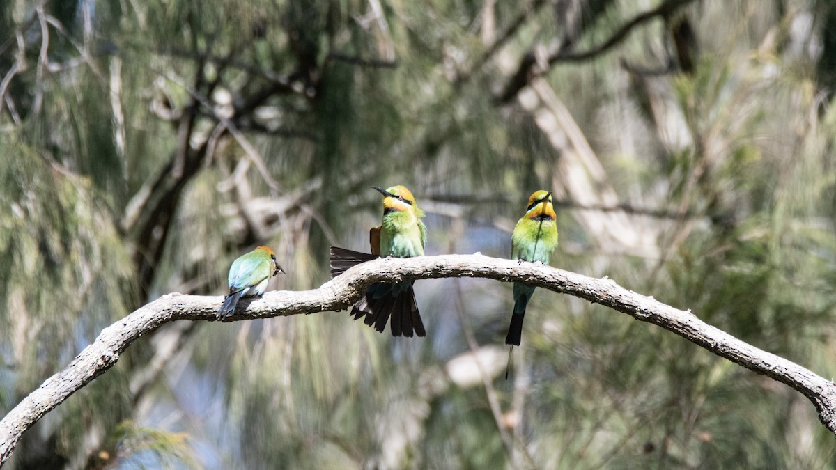 Rainbow Bee-eater - ML640307686