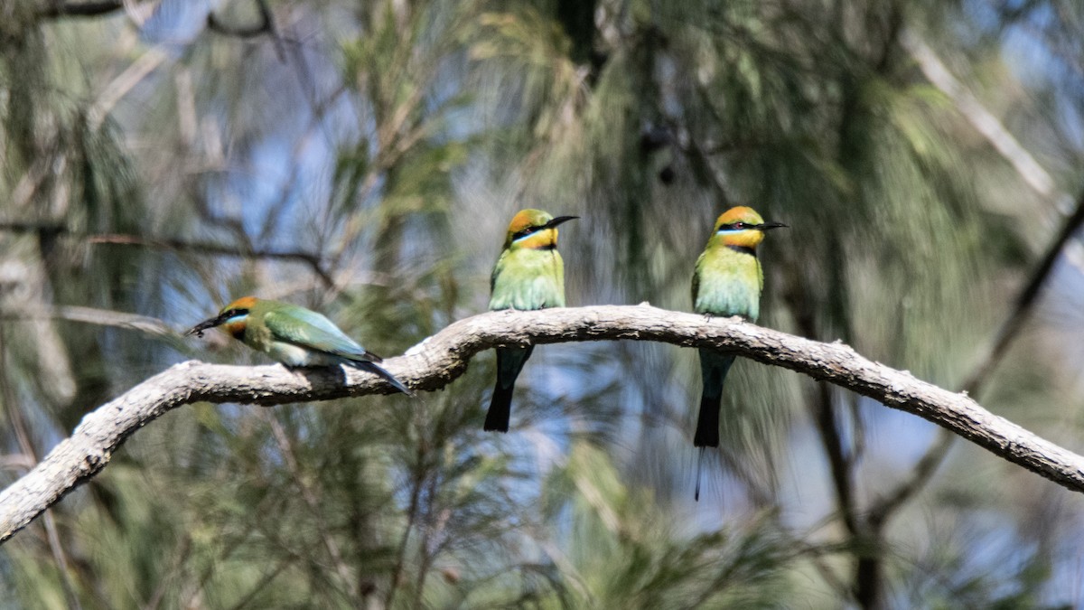 Rainbow Bee-eater - ML640307687