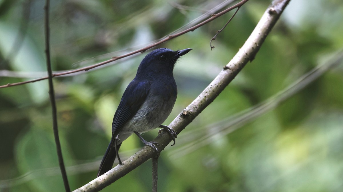 White-bellied Blue Flycatcher - ML640307688