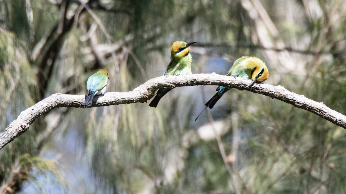 Rainbow Bee-eater - ML640307694