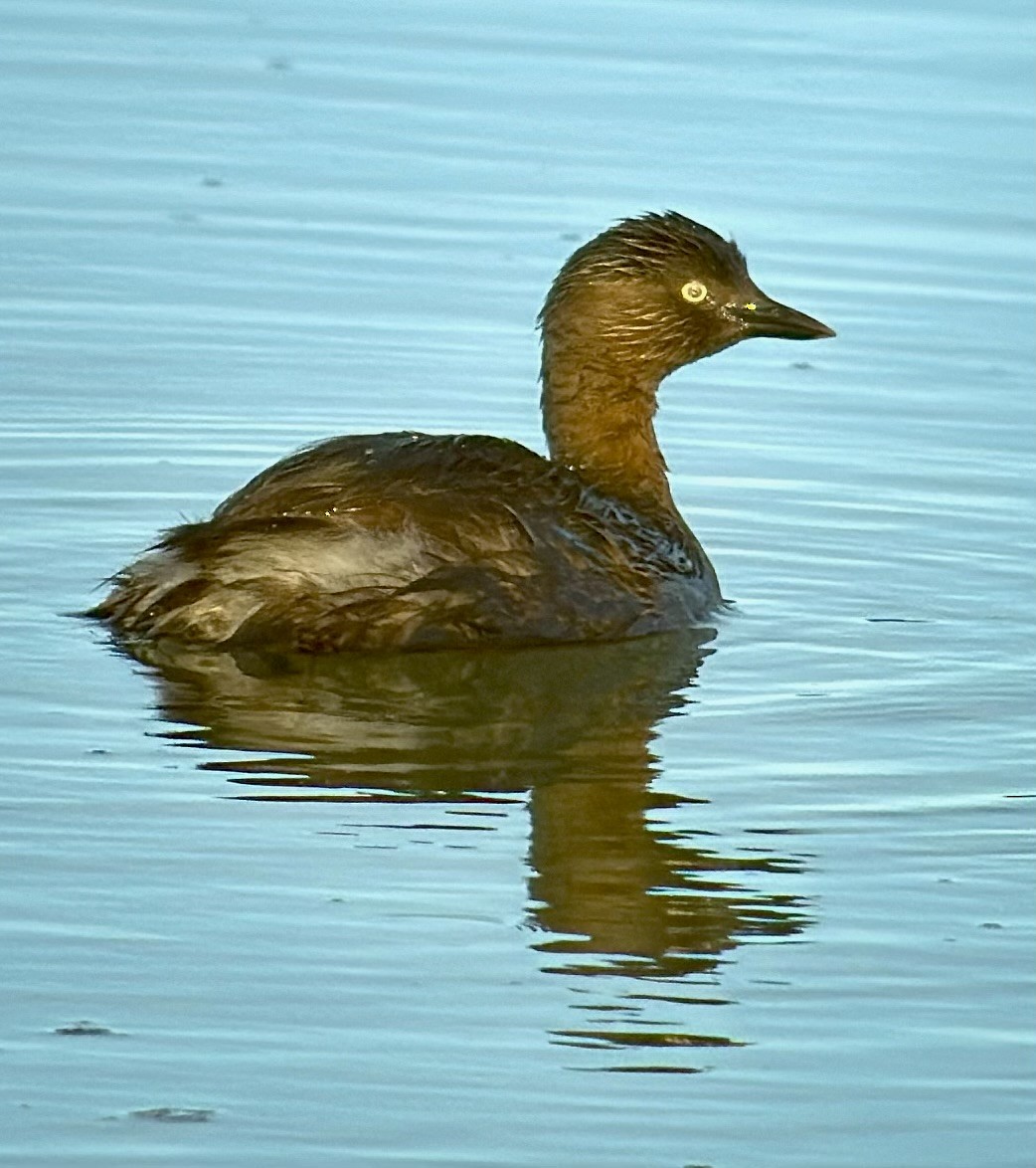New Zealand Grebe - ML640307740