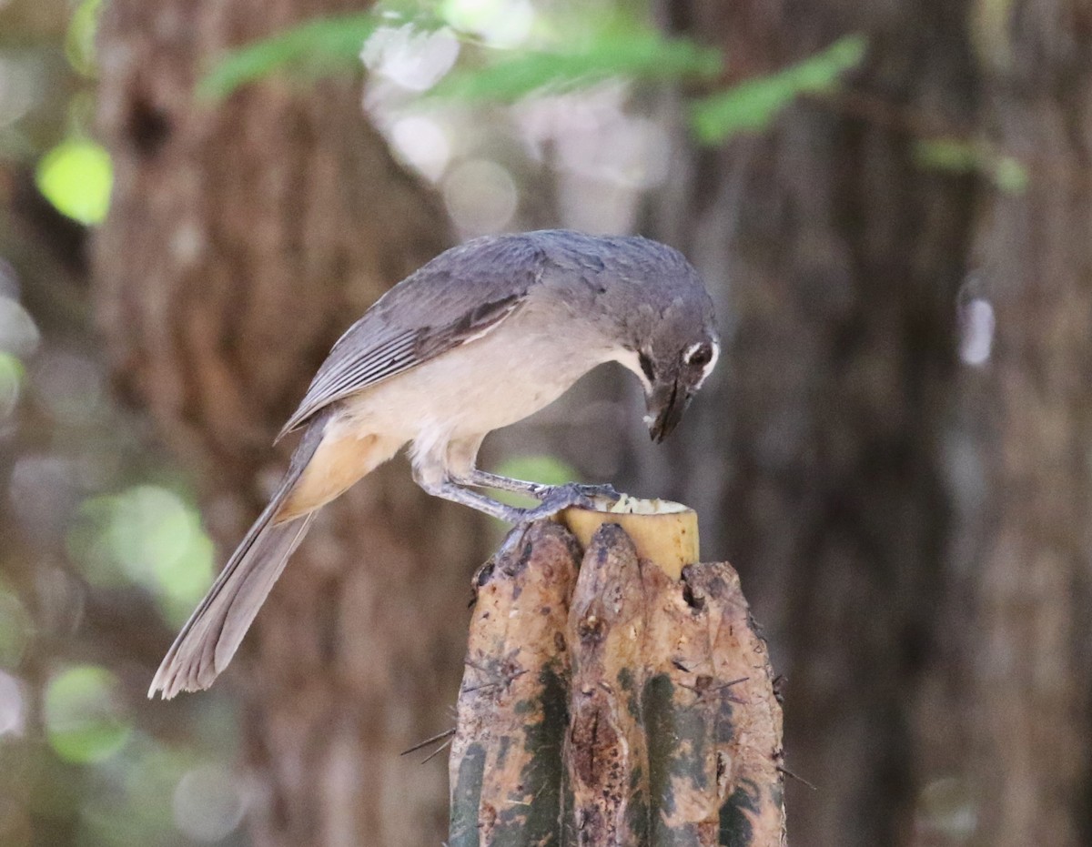 Olive-gray Saltator - ML640307742
